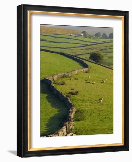 Stonewalls and Sheep, Near Ribblehead, Yorkshire, England, UK, Europe-Upperhall Ltd-Framed Photographic Print
