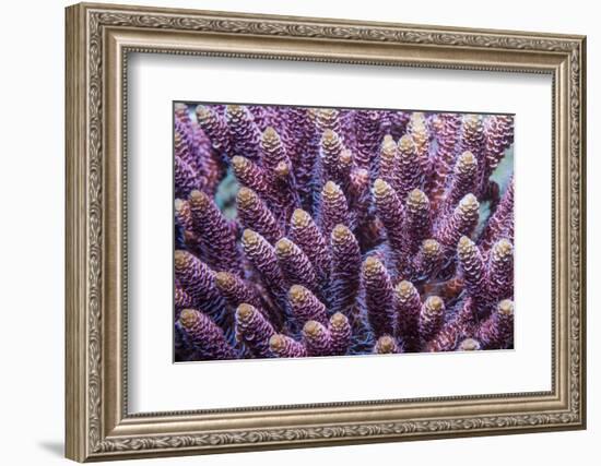 Stony coral Derawan Islands, Indonesia-Georgette Douwma-Framed Photographic Print