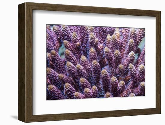 Stony coral Derawan Islands, Indonesia-Georgette Douwma-Framed Photographic Print