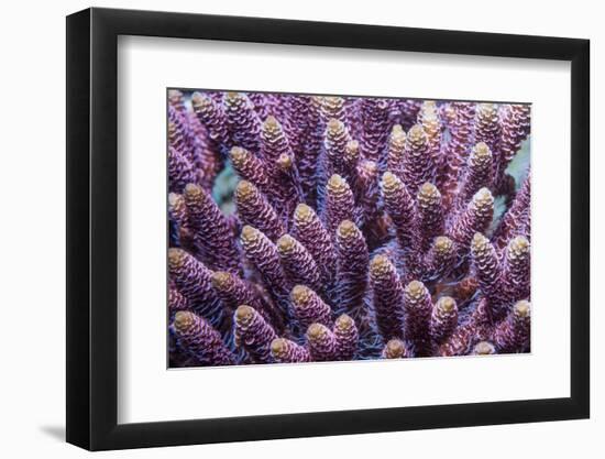 Stony coral Derawan Islands, Indonesia-Georgette Douwma-Framed Photographic Print