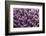 Stony coral Derawan Islands, Indonesia-Georgette Douwma-Framed Photographic Print