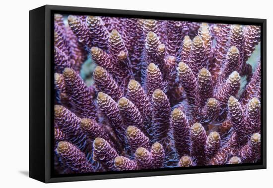 Stony coral Derawan Islands, Indonesia-Georgette Douwma-Framed Premier Image Canvas