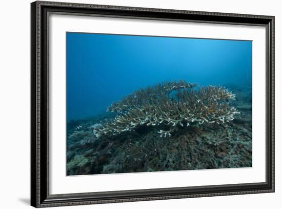 Stony Corals in Beqa Lagoon, Fiji-Stocktrek Images-Framed Photographic Print