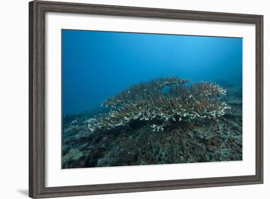 Stony Corals in Beqa Lagoon, Fiji-Stocktrek Images-Framed Photographic Print