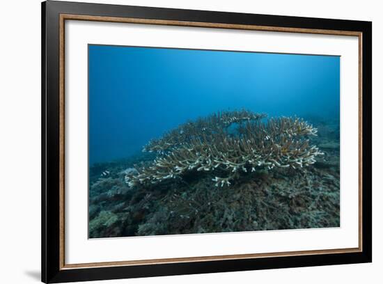 Stony Corals in Beqa Lagoon, Fiji-Stocktrek Images-Framed Photographic Print