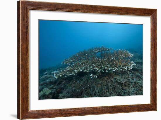 Stony Corals in Beqa Lagoon, Fiji-Stocktrek Images-Framed Photographic Print