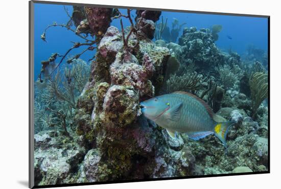 Stoplight Parrotfish, Hol Chan Marine Reserve, Belize-Pete Oxford-Mounted Photographic Print