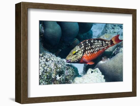 Stoplight Parrotfish (Sparisoma Viride) Initial Phase. Bonaire, Netherlands Antilles, Caribbean-Georgette Douwma-Framed Photographic Print