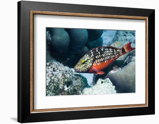 Stoplight Parrotfish (Sparisoma Viride) Initial Phase. Bonaire, Netherlands Antilles, Caribbean-Georgette Douwma-Framed Photographic Print