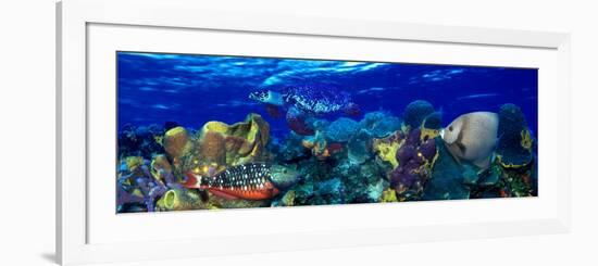 Stoplight Parrotfish (Sparisoma Viride) with a Hawksbill Turtle (Eretmochelys Imbricata) Underwater-null-Framed Photographic Print