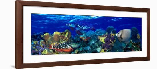 Stoplight Parrotfish (Sparisoma Viride) with a Hawksbill Turtle (Eretmochelys Imbricata) Underwater-null-Framed Photographic Print