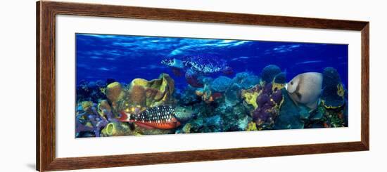 Stoplight Parrotfish (Sparisoma Viride) with a Hawksbill Turtle (Eretmochelys Imbricata) Underwater-null-Framed Photographic Print