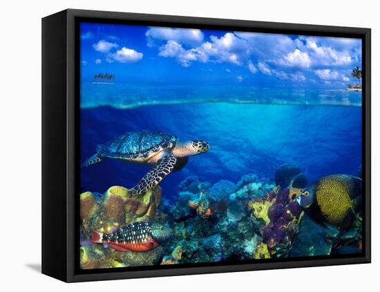 Stoplight Parrotfish (Sparisoma Viride) with French Angelfish (Pomacanthus Paru) and Scrawled Fi...-null-Framed Premier Image Canvas