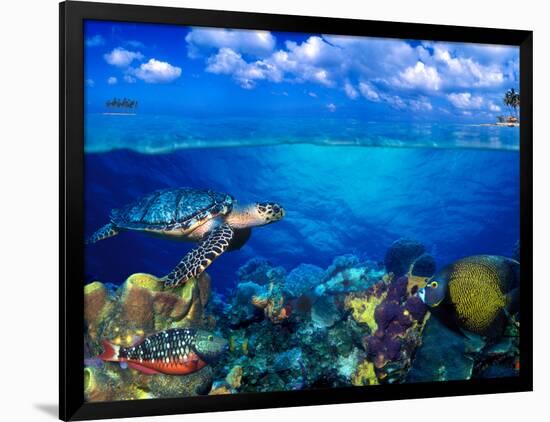 Photographic Print, , large