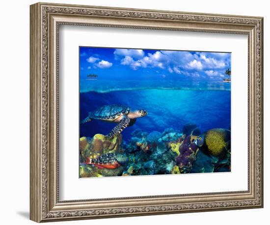 Stoplight Parrotfish (Sparisoma Viride) with French Angelfish (Pomacanthus Paru) and Scrawled Fi...-null-Framed Photographic Print