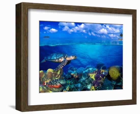 Stoplight Parrotfish (Sparisoma Viride) with French Angelfish (Pomacanthus Paru) and Scrawled Fi...-null-Framed Photographic Print