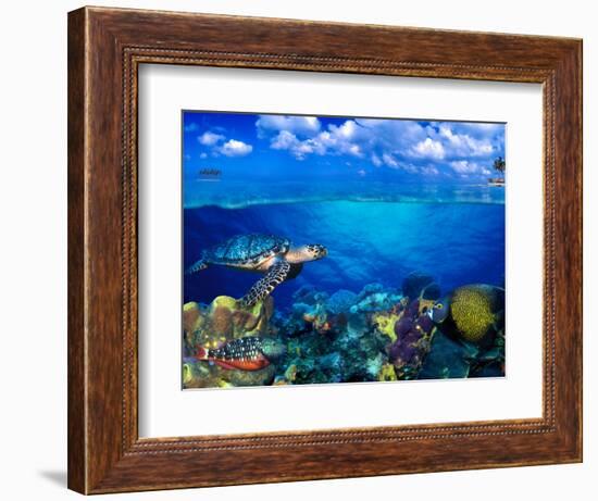 Stoplight Parrotfish (Sparisoma Viride) with French Angelfish (Pomacanthus Paru) and Scrawled Fi...-null-Framed Photographic Print