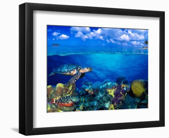 Stoplight Parrotfish (Sparisoma Viride) with French Angelfish (Pomacanthus Paru) and Scrawled Fi...-null-Framed Photographic Print