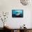 Stoplight Parrotfish Supermale-Peter Scoones-Framed Premier Image Canvas displayed on a wall