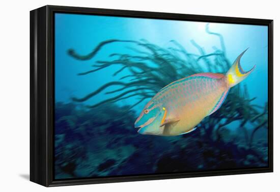 Stoplight Parrotfish Supermale-Peter Scoones-Framed Premier Image Canvas