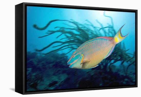 Stoplight Parrotfish Supermale-Peter Scoones-Framed Premier Image Canvas