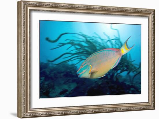 Stoplight Parrotfish Supermale-Peter Scoones-Framed Photographic Print