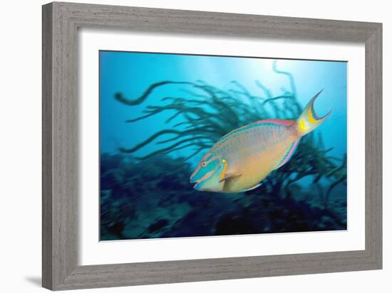 Stoplight Parrotfish Supermale-Peter Scoones-Framed Photographic Print