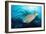 Stoplight Parrotfish Supermale-Peter Scoones-Framed Photographic Print