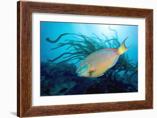 Stoplight Parrotfish Supermale-Peter Scoones-Framed Photographic Print