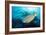 Stoplight Parrotfish Supermale-Peter Scoones-Framed Photographic Print