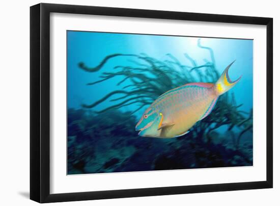 Stoplight Parrotfish Supermale-Peter Scoones-Framed Photographic Print