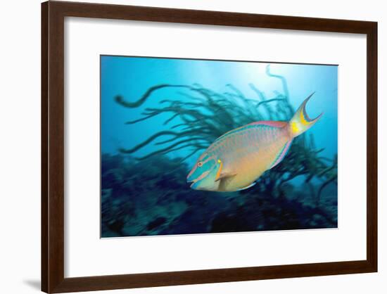 Stoplight Parrotfish Supermale-Peter Scoones-Framed Photographic Print