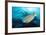 Stoplight Parrotfish Supermale-Peter Scoones-Framed Photographic Print