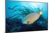 Stoplight Parrotfish Supermale-Peter Scoones-Mounted Photographic Print