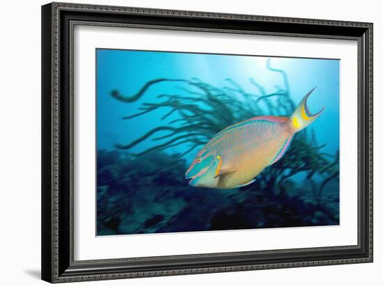 Stoplight Parrotfish Supermale-Peter Scoones-Framed Photographic Print