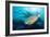 Stoplight Parrotfish Supermale-Peter Scoones-Framed Photographic Print