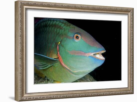 Stoplight Parrotfish-Clay Coleman-Framed Photographic Print