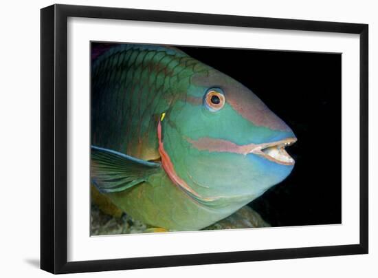 Stoplight Parrotfish-Clay Coleman-Framed Photographic Print