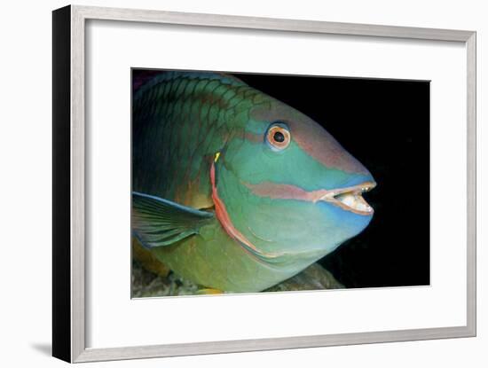 Stoplight Parrotfish-Clay Coleman-Framed Photographic Print