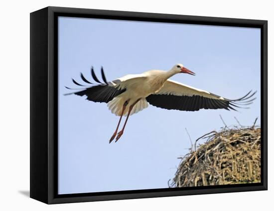 Stork Approaches its Nest in Holzen-null-Framed Premier Image Canvas