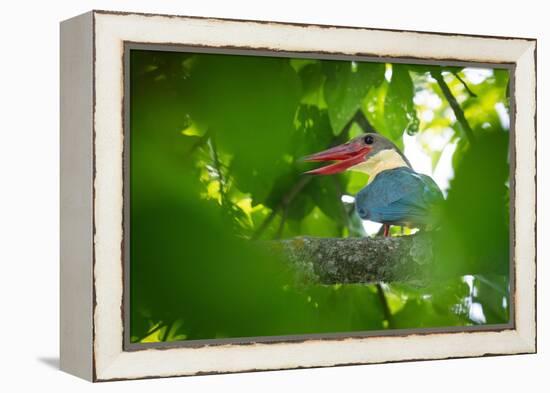 stork-billed kingfisher perched on branch with beak open-karine aigner-Framed Premier Image Canvas