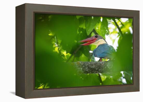 stork-billed kingfisher perched on branch with beak open-karine aigner-Framed Premier Image Canvas