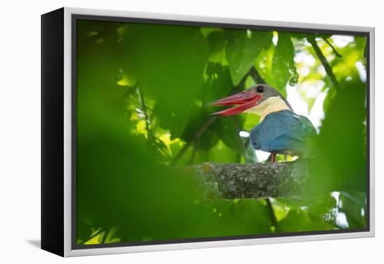 stork-billed kingfisher perched on branch with beak open-karine aigner-Framed Premier Image Canvas