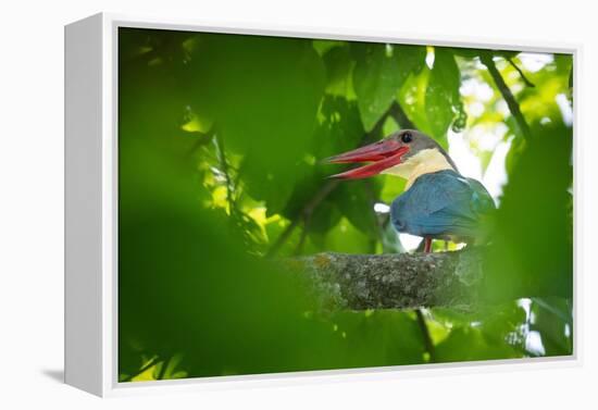 stork-billed kingfisher perched on branch with beak open-karine aigner-Framed Premier Image Canvas