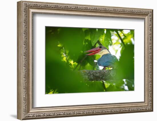 stork-billed kingfisher perched on branch with beak open-karine aigner-Framed Photographic Print