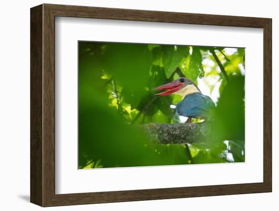 stork-billed kingfisher perched on branch with beak open-karine aigner-Framed Photographic Print