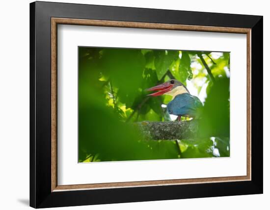 stork-billed kingfisher perched on branch with beak open-karine aigner-Framed Photographic Print