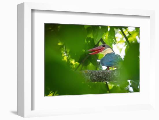 stork-billed kingfisher perched on branch with beak open-karine aigner-Framed Photographic Print