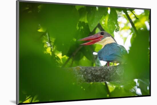 stork-billed kingfisher perched on branch with beak open-karine aigner-Mounted Photographic Print