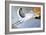 Stork-Jan Panico-Framed Giclee Print